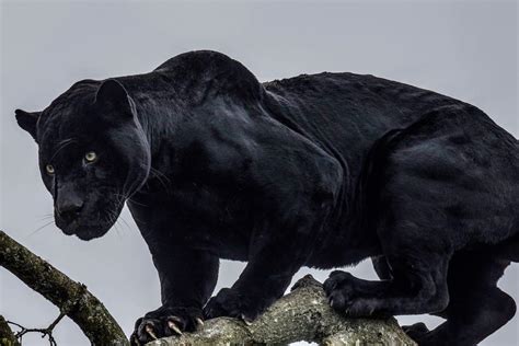 Black Panther brabet